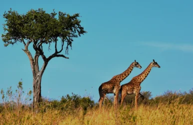 Wildlife Photo Editing Sample Image 1