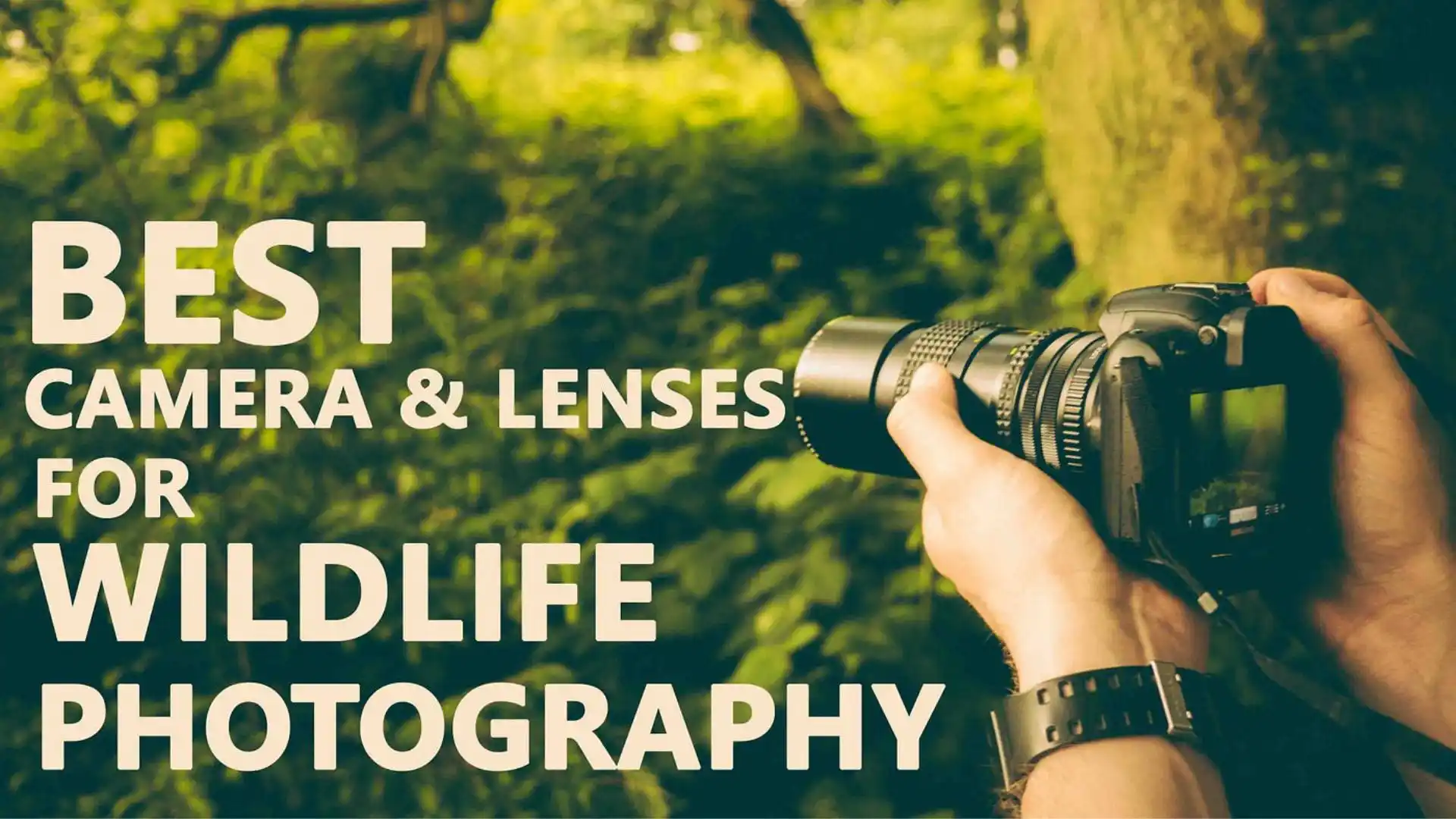 what canon lens for wildlife photography​ Featured Image