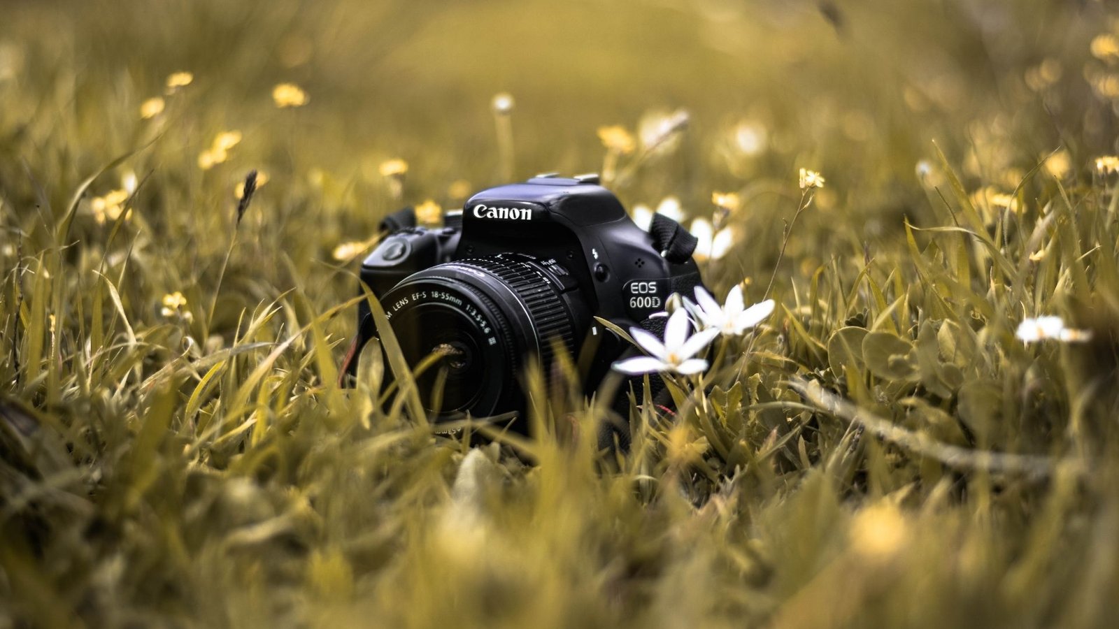 Best Canon Camera for Wildlife Photography Featured Image