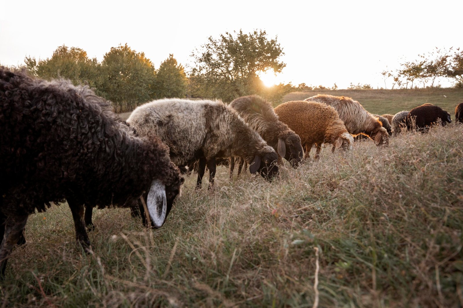 best camera for livestock photography Featured Image