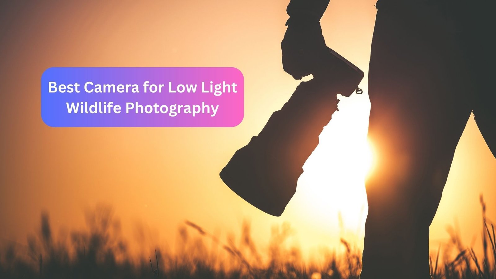 Best Camera for Low Light Wildlife Photography