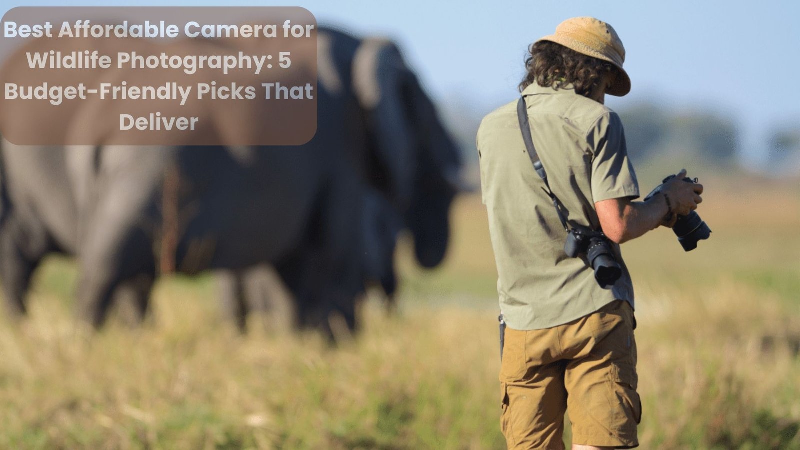 Best Affordable Camera for Wildlife Photography