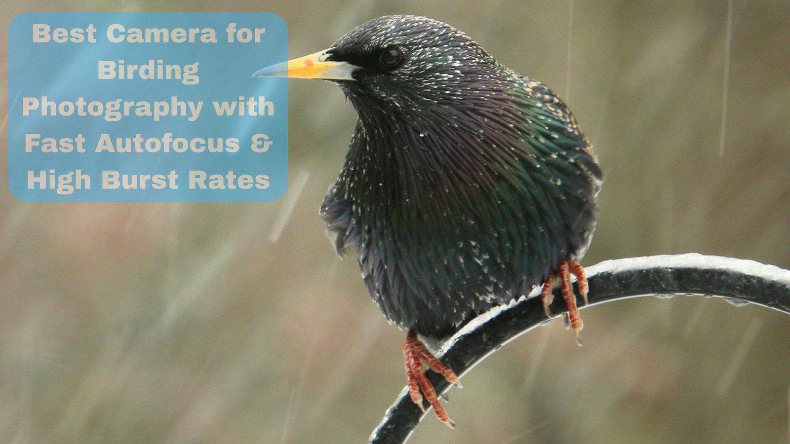 Best Camera for Birding Photography