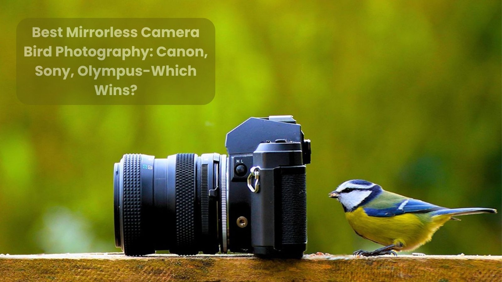 Best Mirrorless Camera Bird Photography