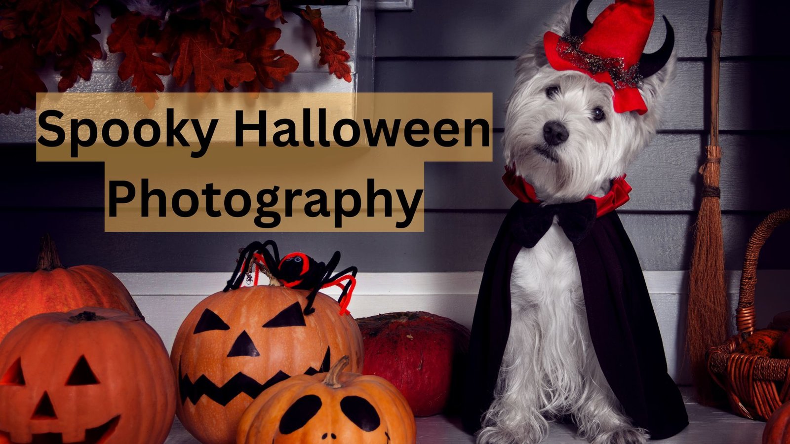 spooky halloween photography