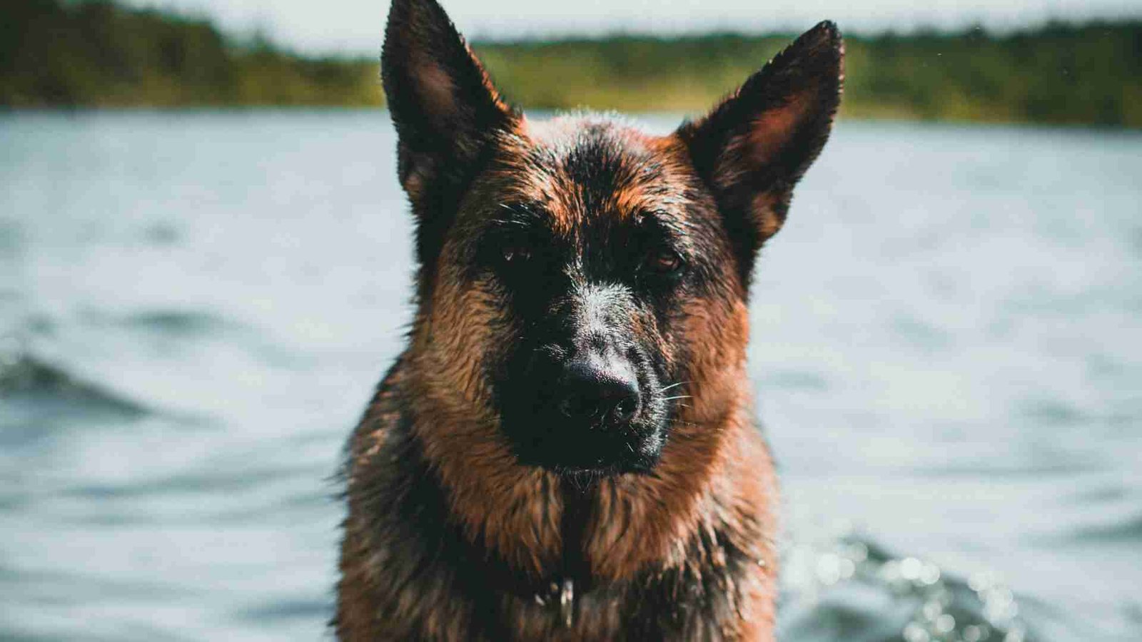 Underwater Dog Photography Featured Image