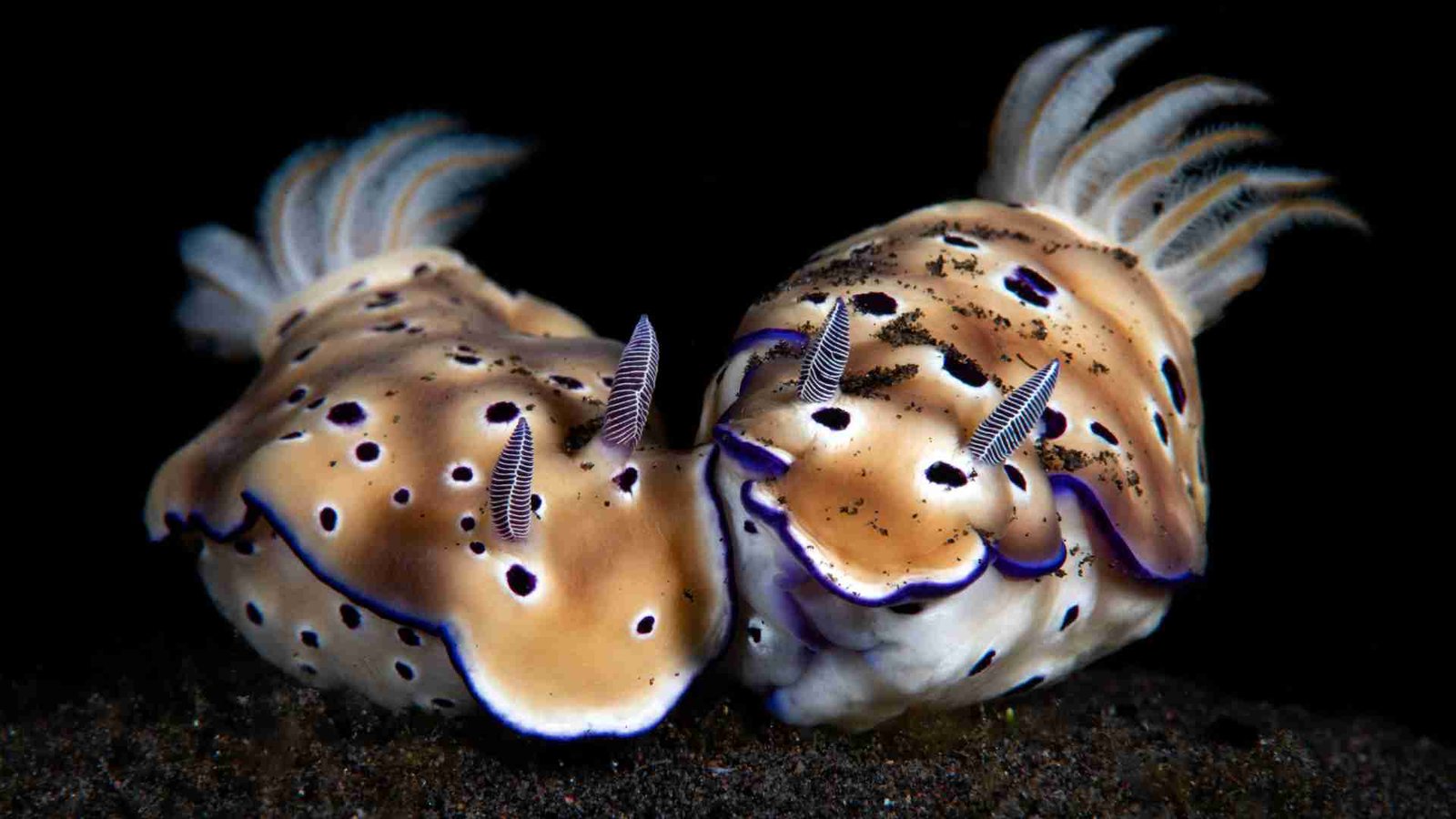 Underwater Macro Photography Featured Image