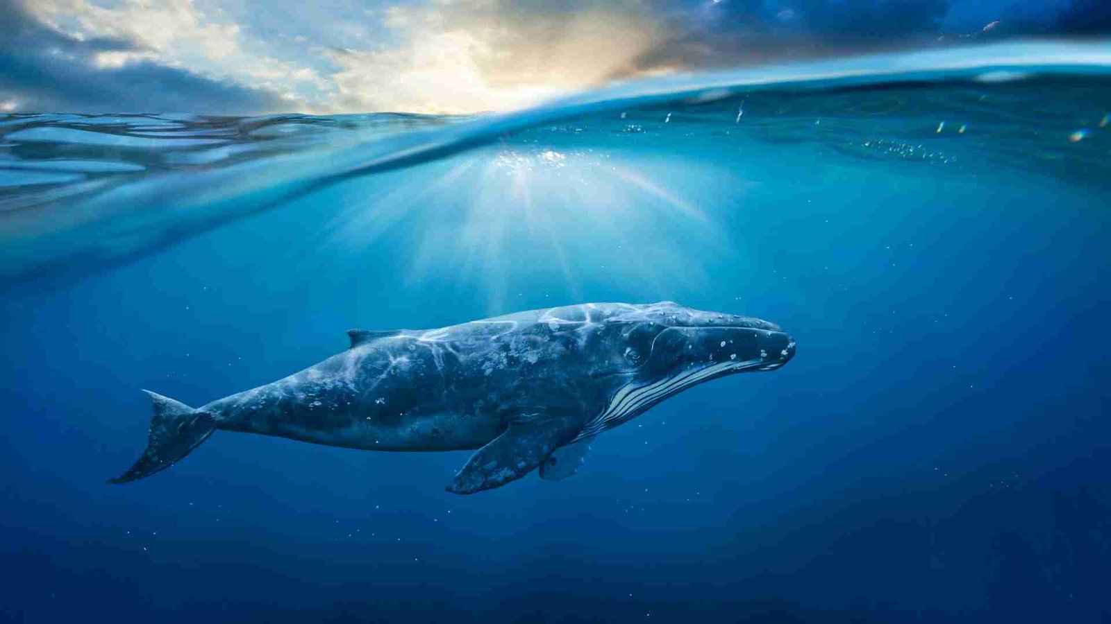 Underwater Whale Photography Featured Image