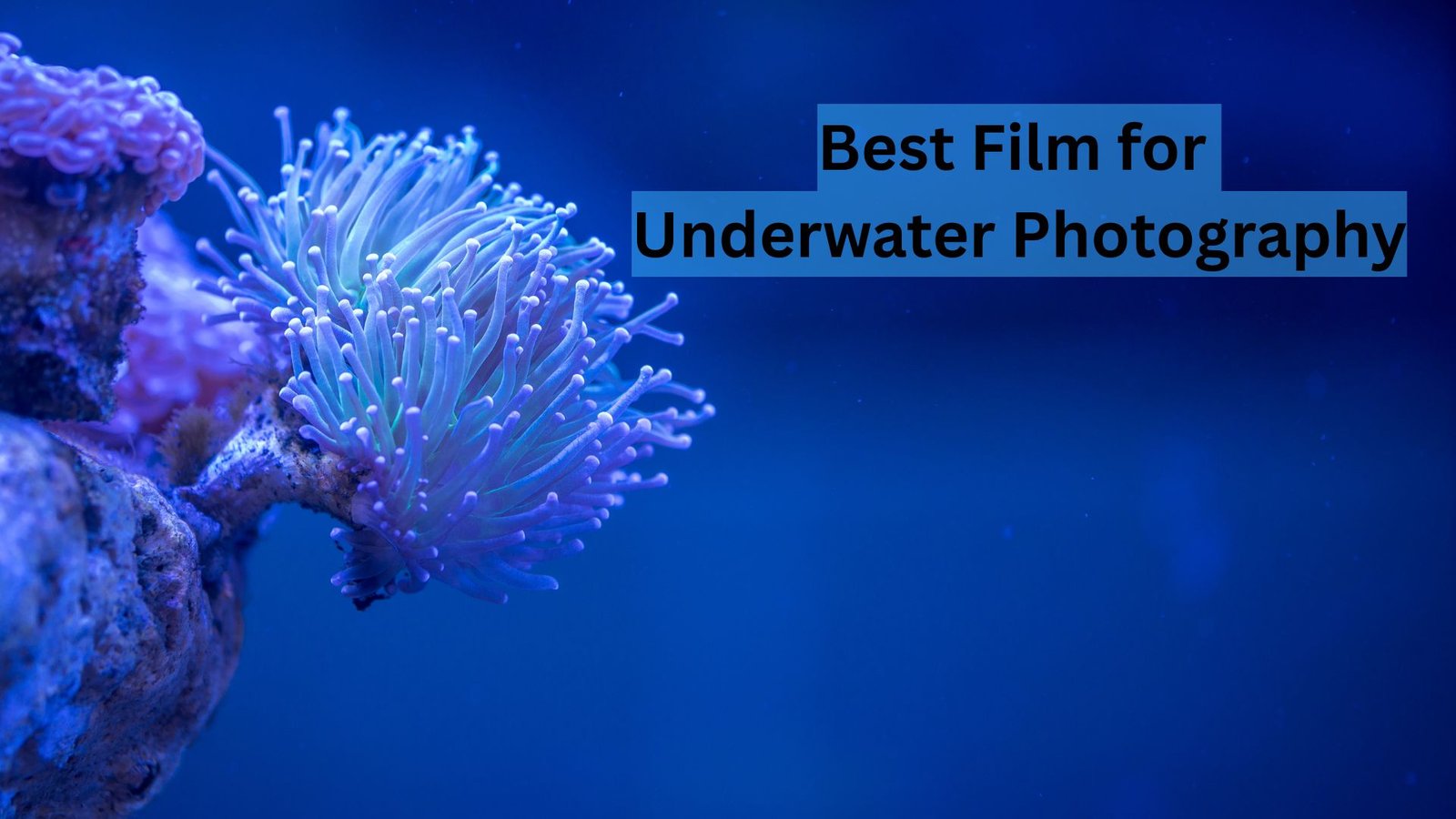 Best Film for Underwater Photography