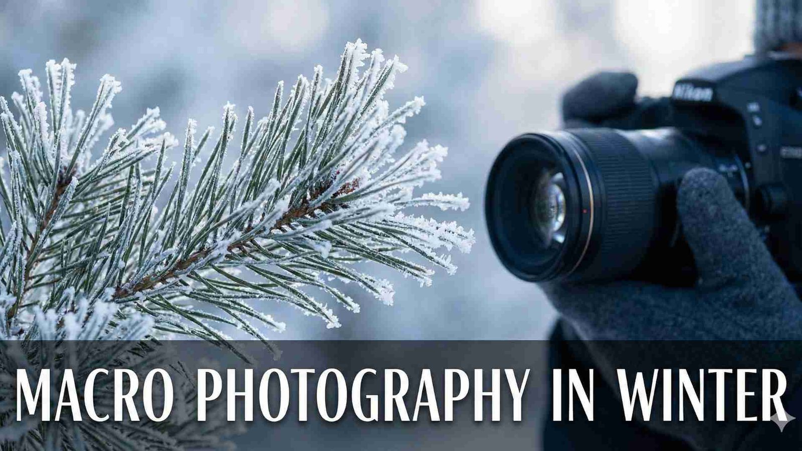 Macro Photography in Winter